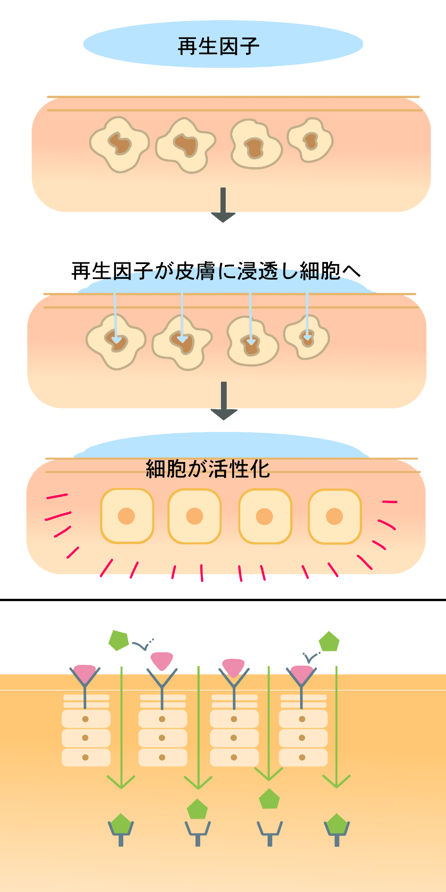 ヒト臍帯血幹細胞培養液 ベビーステム｜フューチャーセルジャパン株式会社